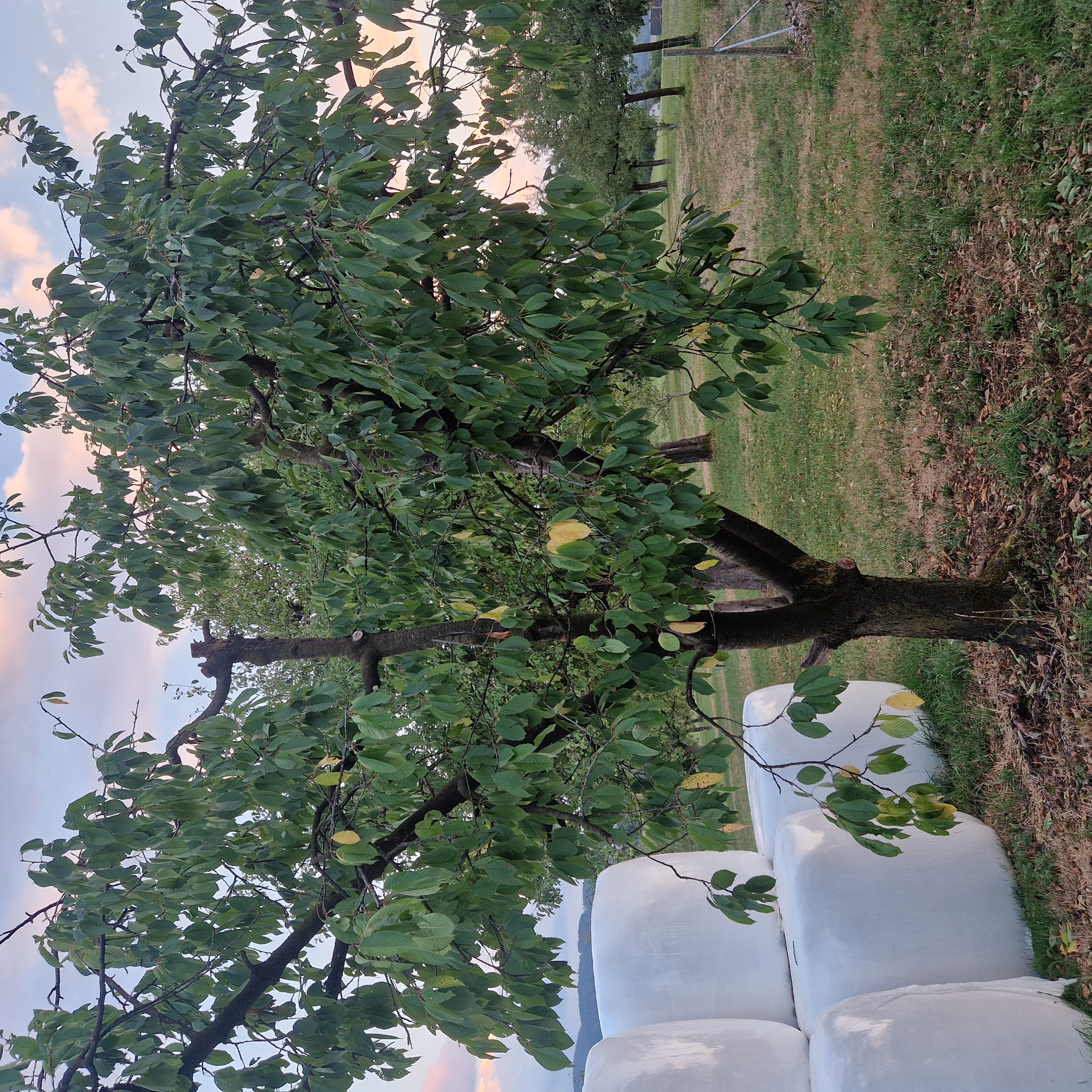 Sweet cherry in decline